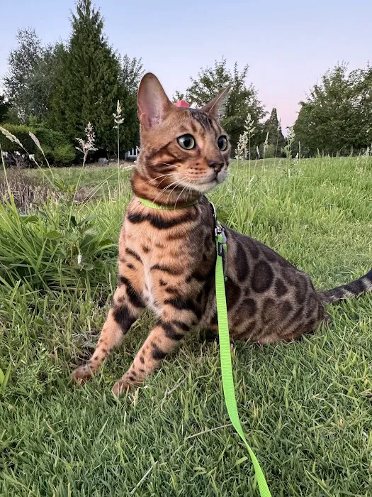 Oregon Bengal Kittens 10