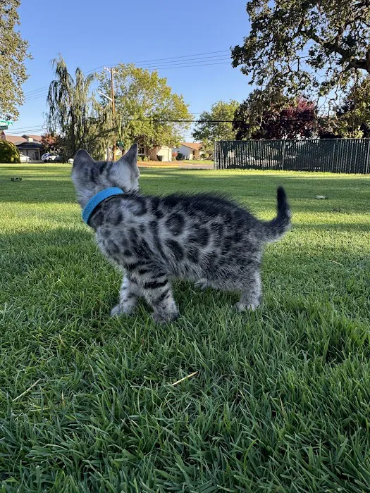 Oregon Bengal Kittens 8