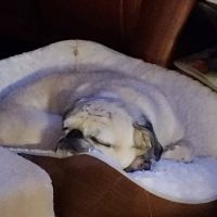 Baker Street Animal Hospital ico