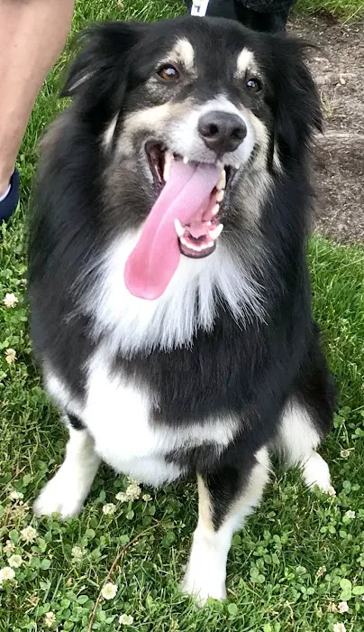 Companion Pet Clinic McMinnville 7