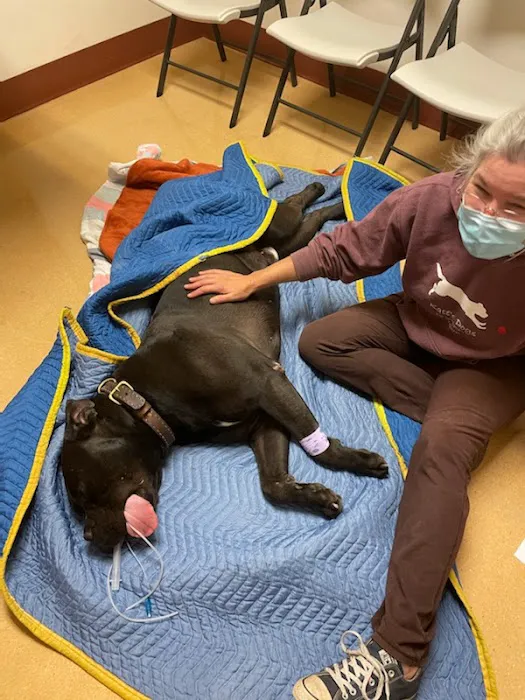 Albany Animal Hospital, Inc. Ken Fletcher, DVM and Payton Hunt, DVM 9