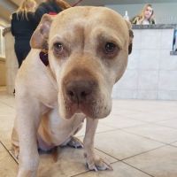 Reid Veterinary Hospital Llc ico