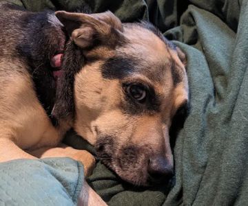 River's Edge Pet Medical Center