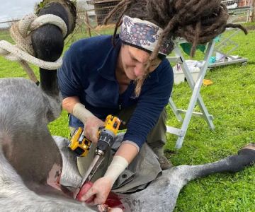 Cascadia Equine Veterinary Clinic and Rehabilitation Center