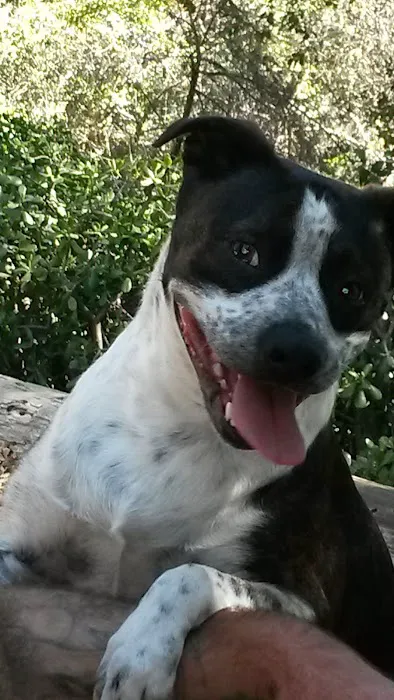 Brownsville Animal Clinic 9