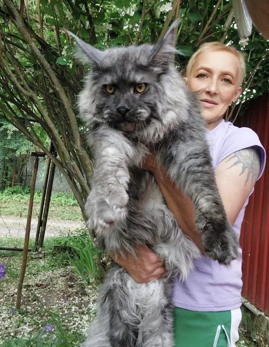 Maine Coons California 1