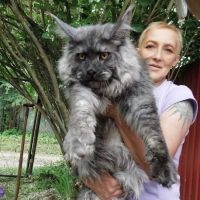 Maine Coons California ico