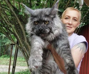 Maine Coons California