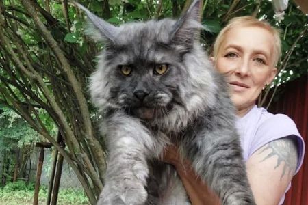 Maine Coons California