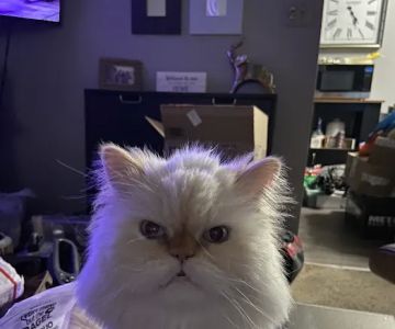 North Hollywood Animal Care Center