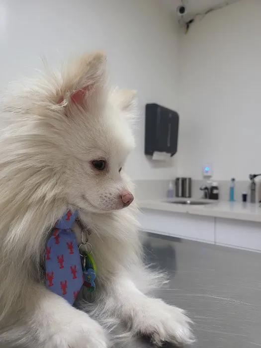 Aloro Pet Hospital 4