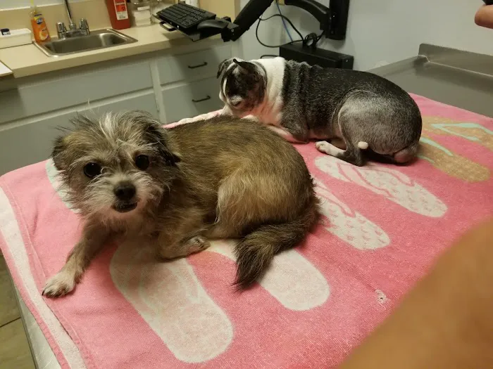 Best Friends Animal Hospital 9