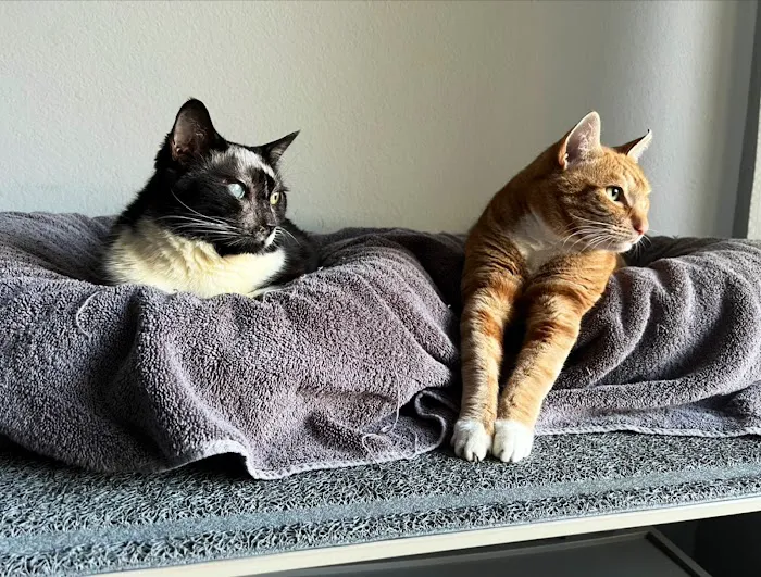 Best Friends Animal Hospital 7