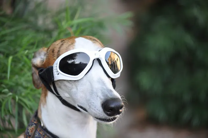 Animal Vision Care & Surgical Center 7