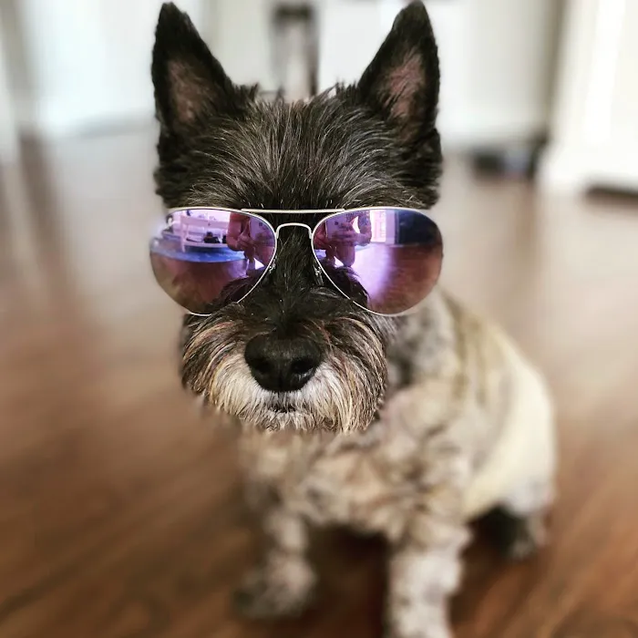 Animal Vision Care & Surgical Center 6