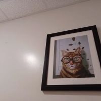 Animal Vision Care & Surgical Center ico