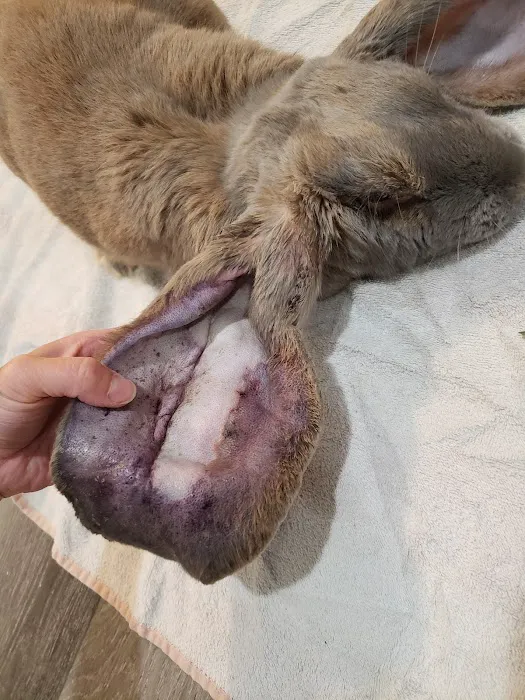 The Critter Care Center 12