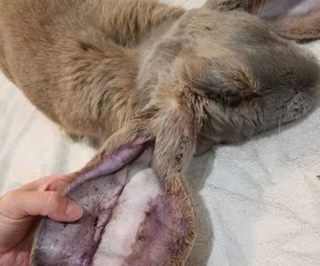 The Critter Care Center