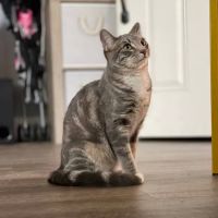 Atlas Pet Hospital ico