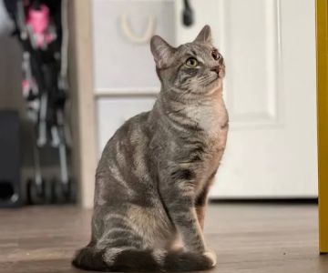 Atlas Pet Hospital
