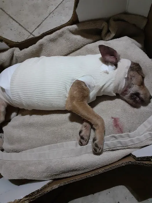 Atlas Pet Hospital 12