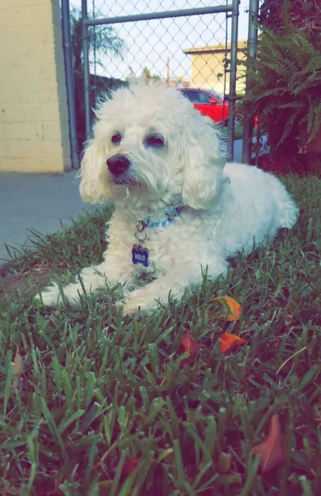 Atlas Pet Hospital 12
