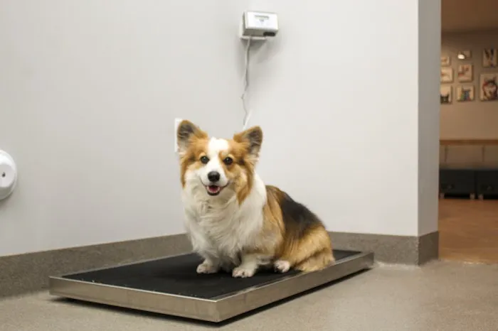 Sacred Hearts Veterinary Hospital 12