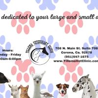 Tillema Veterinary Clinic ico