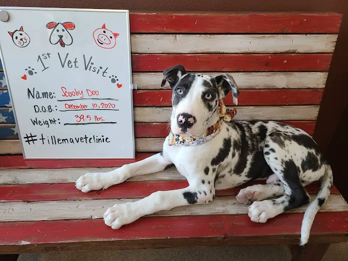 Tillema Veterinary Clinic 3