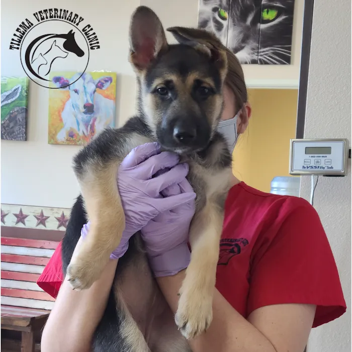 Tillema Veterinary Clinic 10
