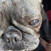 Corona Animal Emergency Center ico
