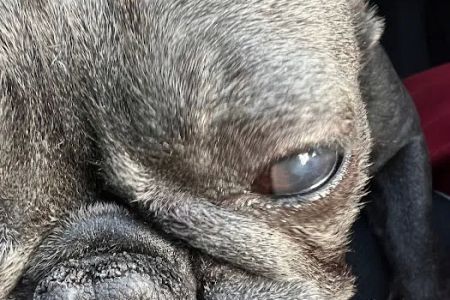 Corona Animal Emergency Center