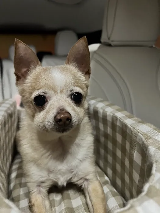 Corona Animal Emergency Center 12