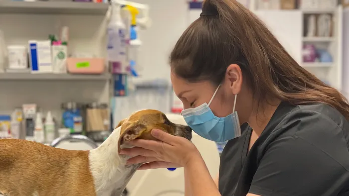 Corona Animal Emergency Center 12