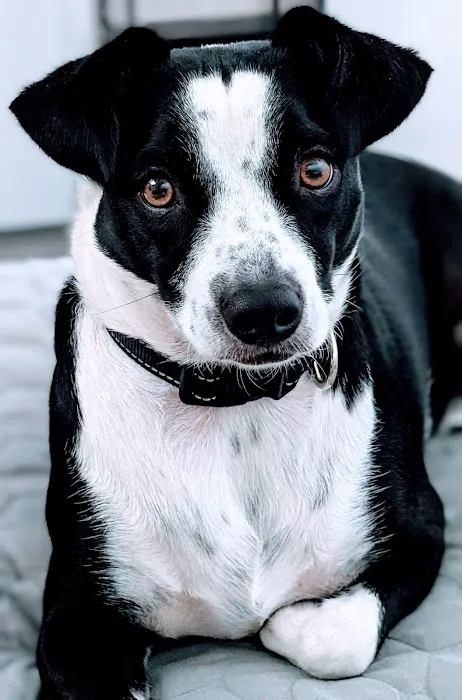 Corona Animal Hospital 12