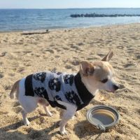 Corona Animal Hospital ico