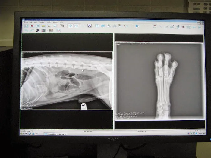 Corona Animal Hospital 12