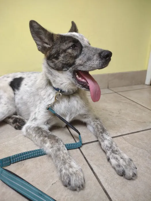 Corona Animal Hospital 12