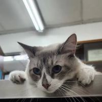 Center-La Sierra Pet Clinic ico