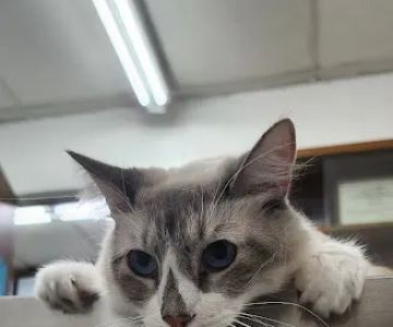 Center-La Sierra Pet Clinic