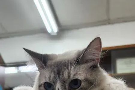 Center-La Sierra Pet Clinic