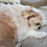 Banfield Pet Hospital ico