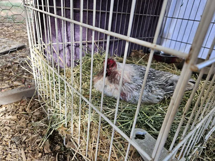 Animal Medical Center of Corona 12