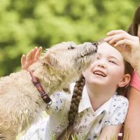Animal Medical Center of Corona ico