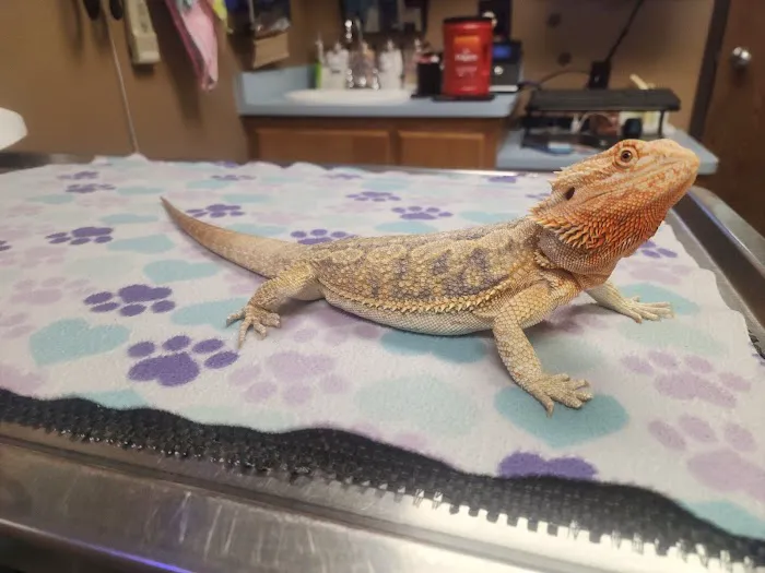 Animal Medical Center of Corona 12