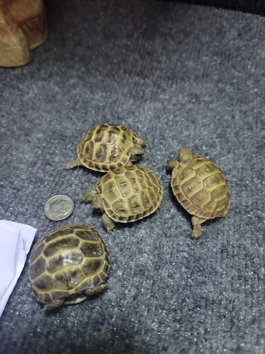 Animal Medical Center of Corona 12