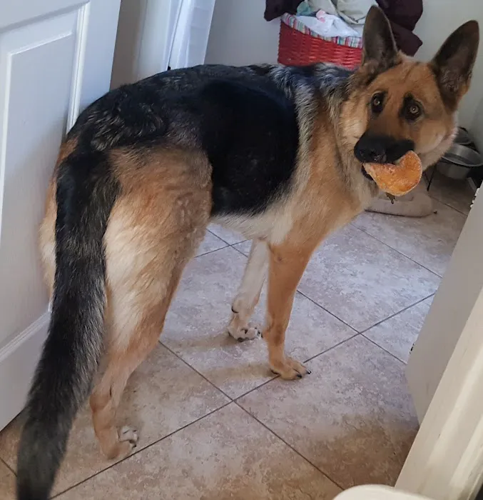 Animal Medical Center of Corona 12