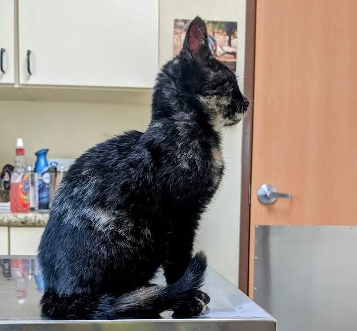 Fontana Animal Hospital 12