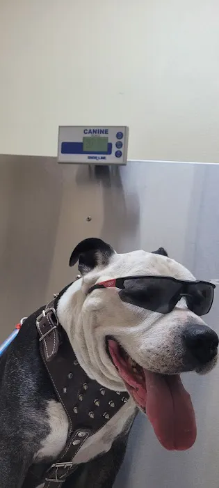 Fontana Animal Hospital 12