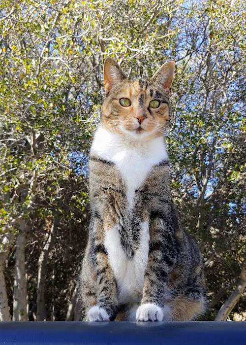 Prestige Animal Hospital - North Fontana 12